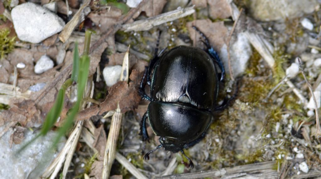 Trypocopris alpinus (cfr.)